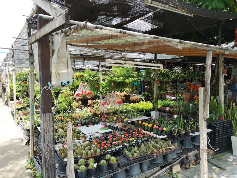 Garden Nursery. Pridi 36. Phra Khanong. Bangkok. Side View
