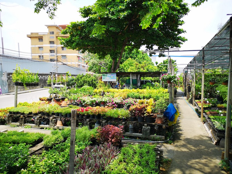 Garden Nursery. Pridi 36. Phra Khanong. Bangkok. Front View
